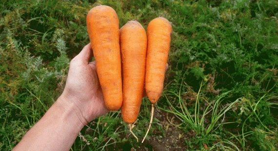 СВ 3118 F1 семена моркови