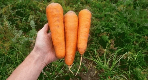 СВ 3118 F1 семена моркови