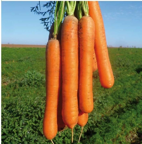 Карвора F1 семена моркови
