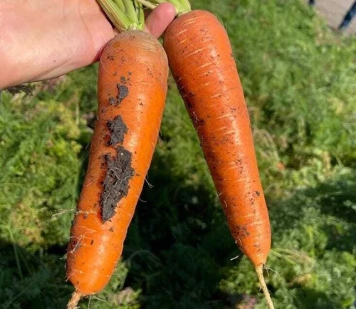 Ле Санте F1 семена моркови