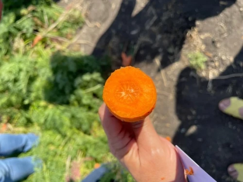 Ле Санте F1 семена моркови