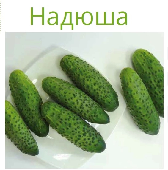 Надюша F1 семена огурца 1000 штук