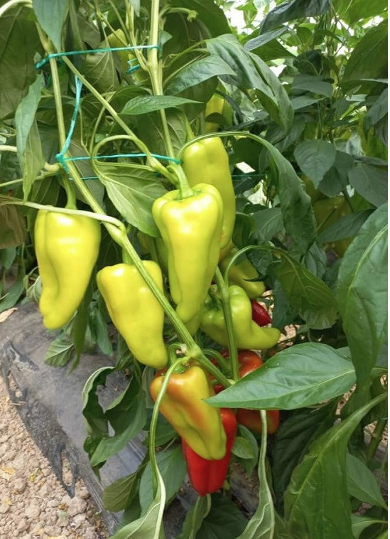 Ариадни F1 семена сладкого перца 500 штук