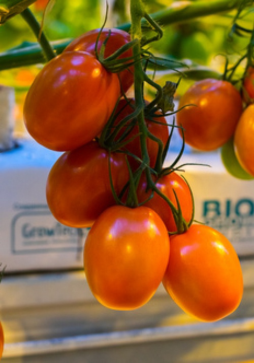 Волантис F1 семена томата