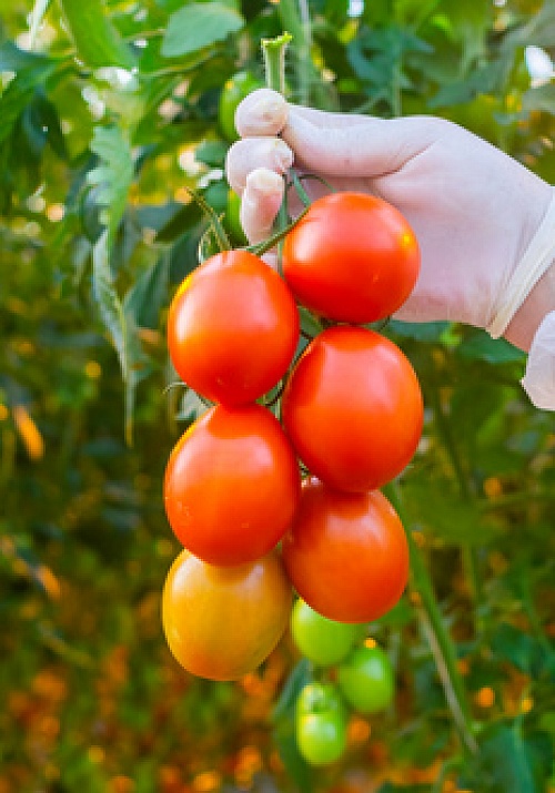 Волантис F1 семена томата