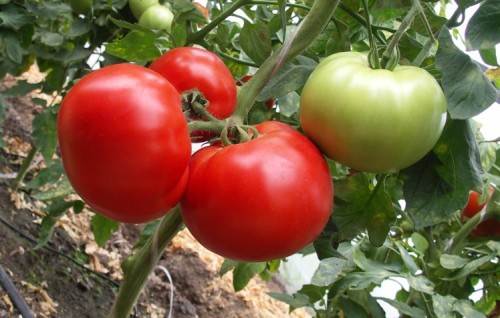 Мирсини F1 семена томата 1000 штук