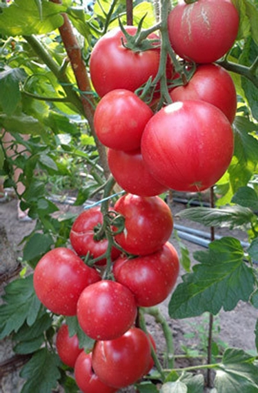 Пинк Клейр F1 семена томата 500 штук