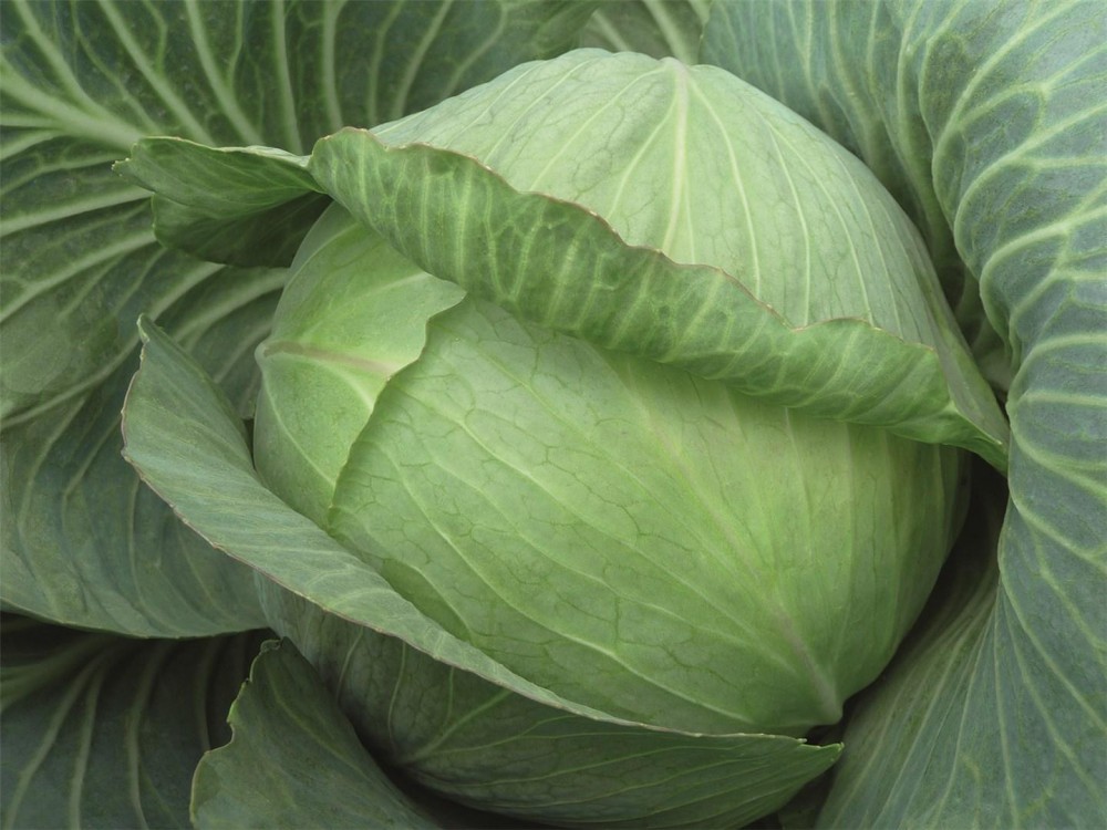 Парадокс F1 семена белокочанной капусты 2500 штук