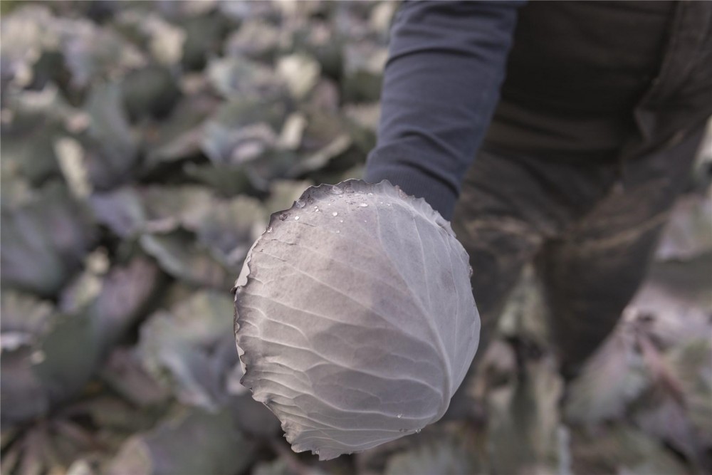 Климаро F1 семена краснокочанной капусты 2500 штук