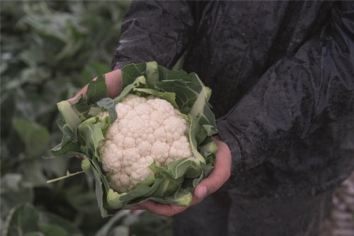 Алькала F1 семена цветной капусты 2500 семян