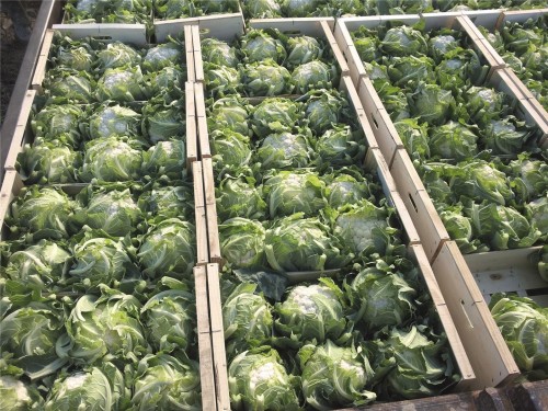 Шарлот F1 семена цветной капусты 2500 штук