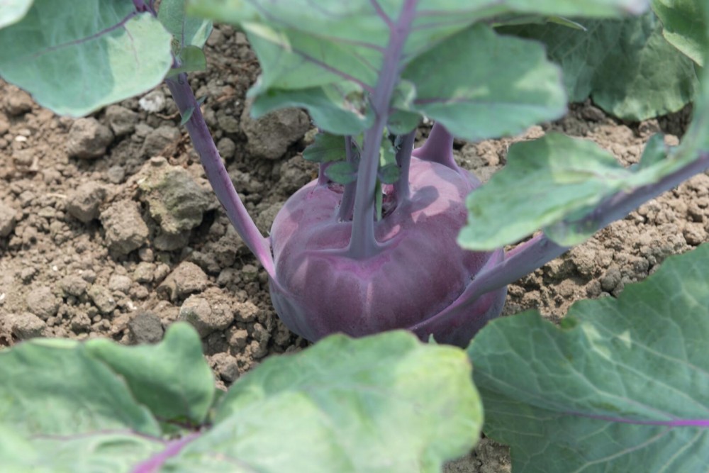 Констанца F1 семена кольраби 2500 штук