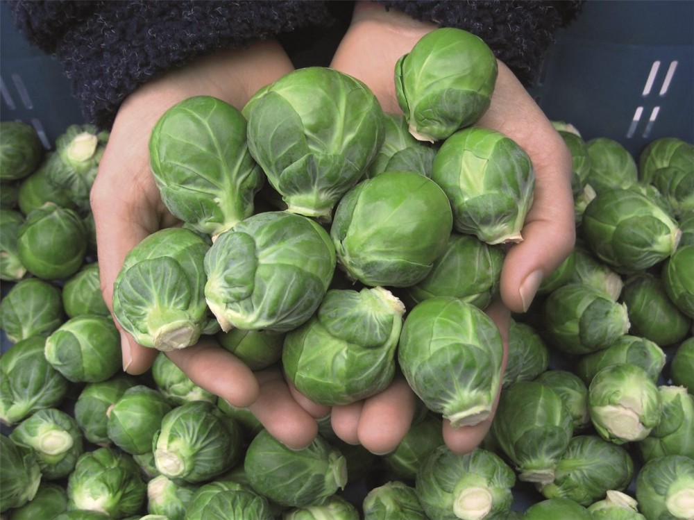 Дивино F1 семена брюссельской капусты 2500