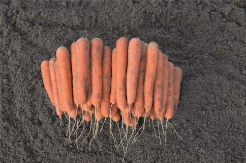 Нагасаки F1 семена моркови