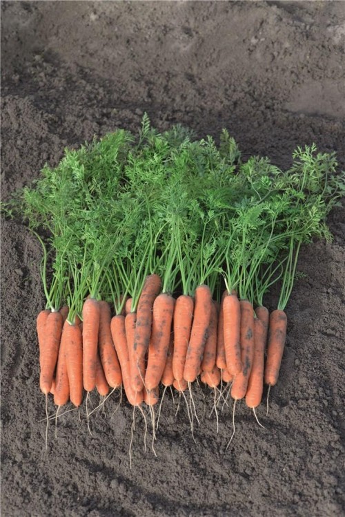 Нагасаки F1 семена моркови