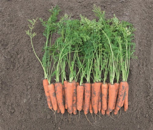 Ромоса F1 семена моркови 500 грамм