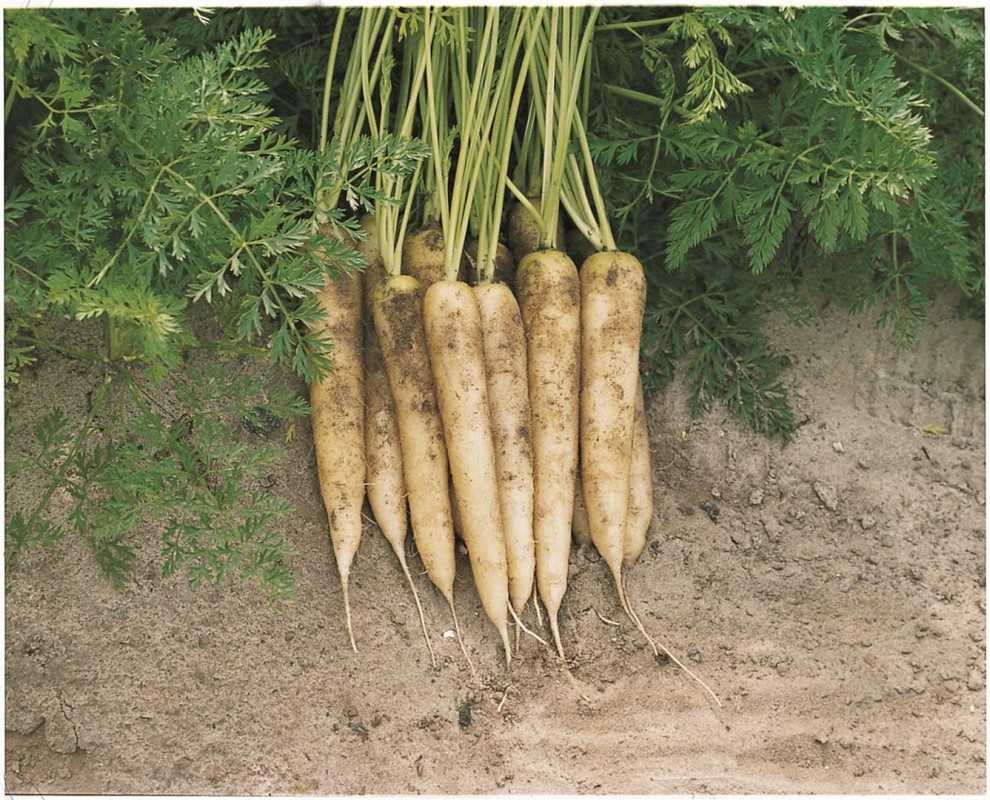 Вайт сатин F1 семена моркови