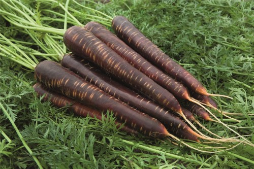 Пёрпл хейз F1 семена моркови