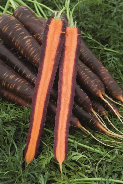 Пёрпл хейз F1 семена моркови