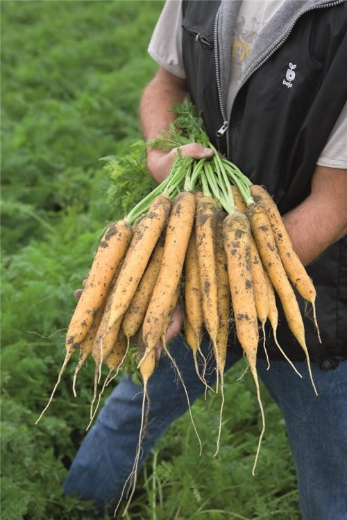 Мелло йелло F1 семена моркови