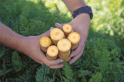 Мелло йелло F1 семена моркови