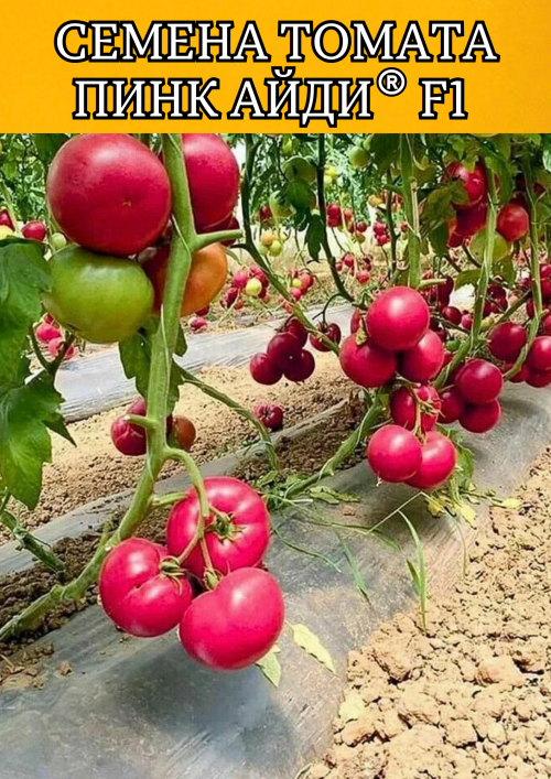 Пинк Айди F1 семена томата