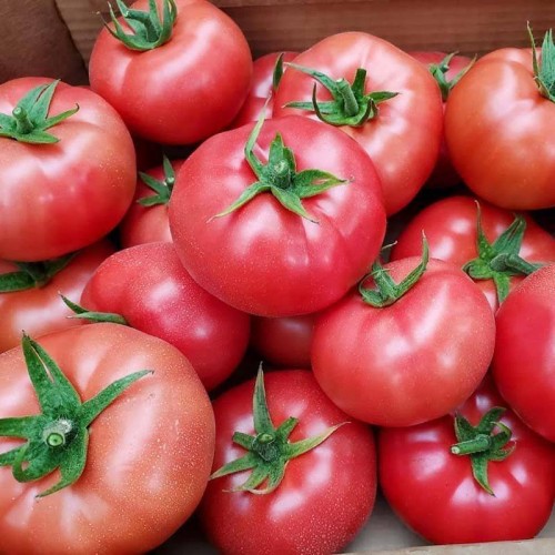 Пинк Айди F1 семена томата