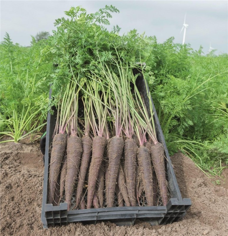 Дип Пёрпл F1 семена моркови