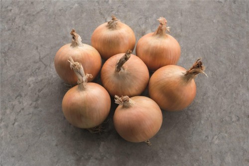 Спирит F1 семена лука 250 000 штук