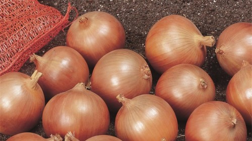 Спирит F1 семена лука 250 000 штук