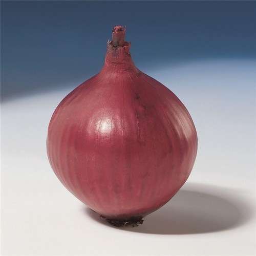 Ред Барон F1 семена лука 250 000 штук