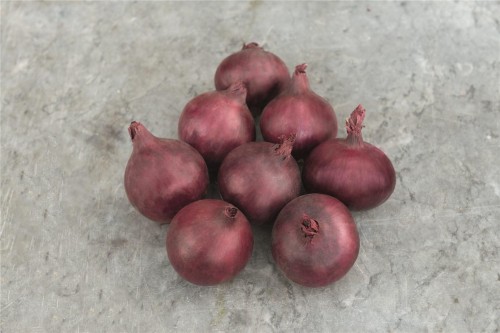 Ред Барон F1 семена лука 250 000 штук