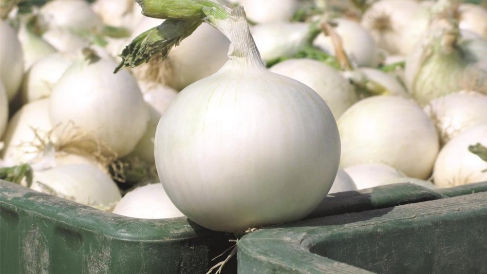 Вайт Винг F1 семена лука 250 000 штук