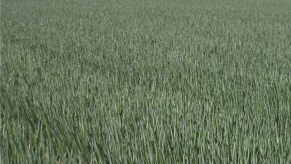 Перформер F1 семена лука на перо