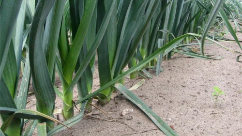 Джампер F1 семена лука-порея 10 000 штук