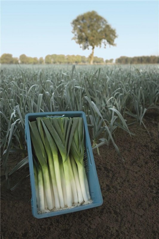 Форрест семена лука-порея 10 000 штук