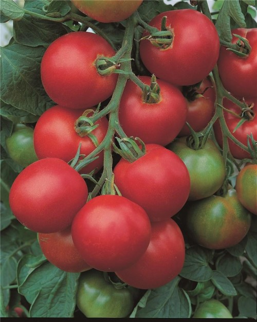 Толстой F1 семена томата 1000 штук