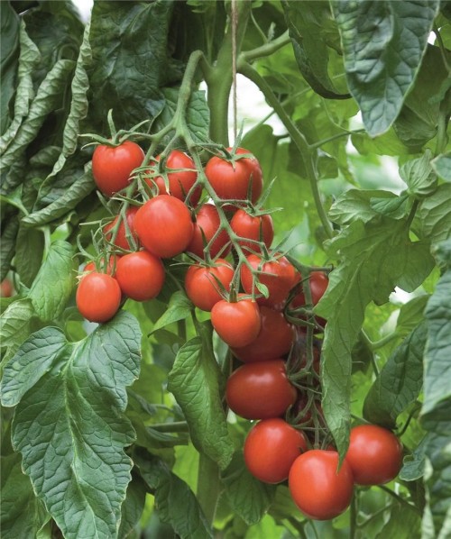 Толстой F1 семена томата 1000 штук