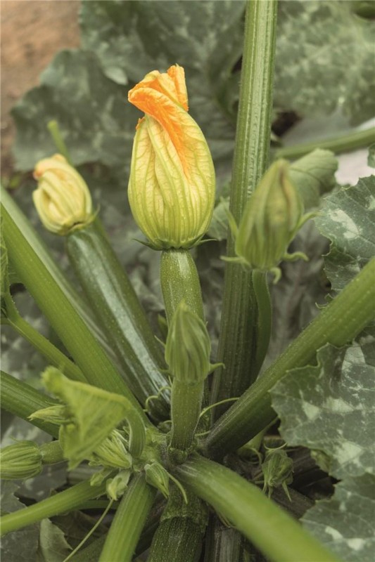 Модена F1 250 семян кабачка