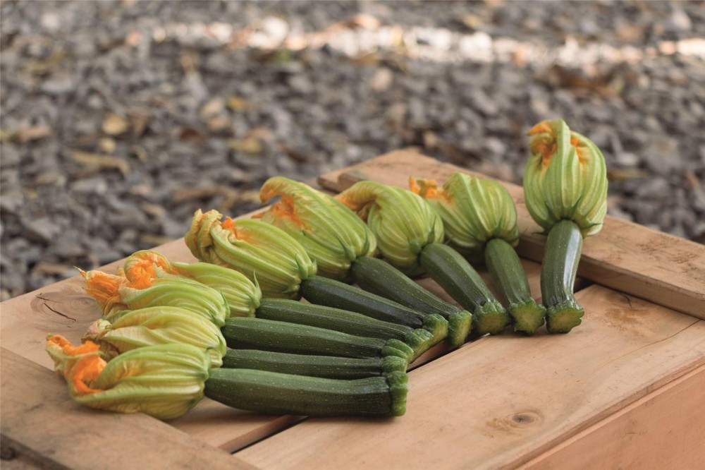 Модена F1 250 семян кабачка