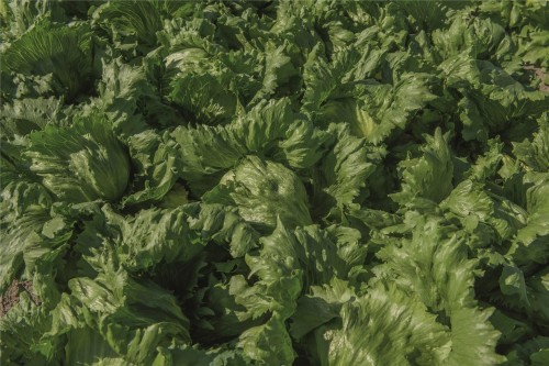 Бизнес F1 семена салата айсберг 5000 штук (драже)