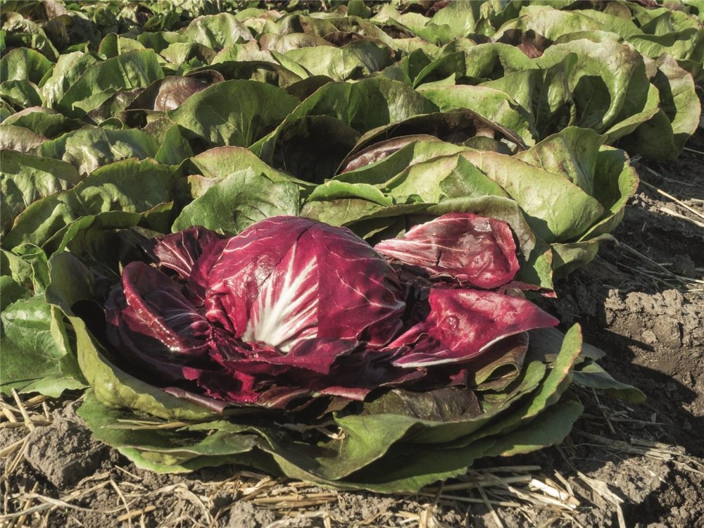 Васари F1 семена салата 5000 штук (драже)