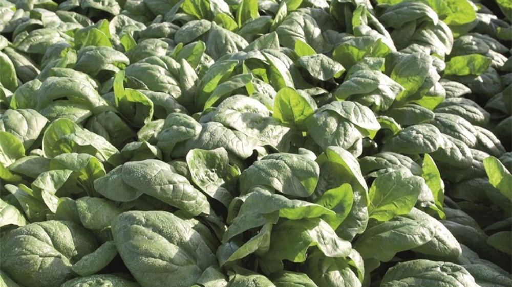 Рембор F1 семена шпината 50 000 штук