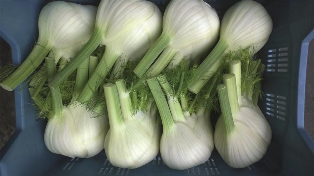 Дракон F1 фенхель 2500 семян