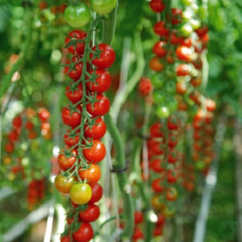 Сакура F1 томат 250 семян