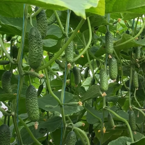 Ронелл F1 огурец 500 семян