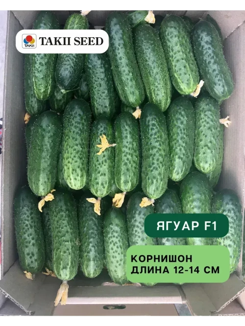Ягуар F1 огурец 500 семян