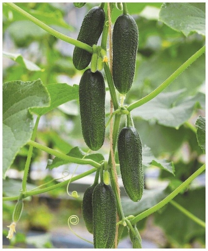 Посадский F1 огурец 500 семян