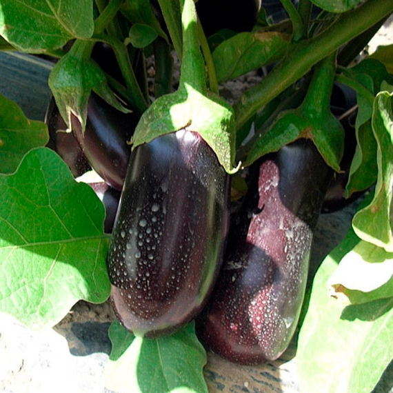 Блэк Перл F1 баклажан