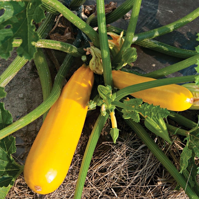 Йеллоуфин F1 кабачок 500 семян